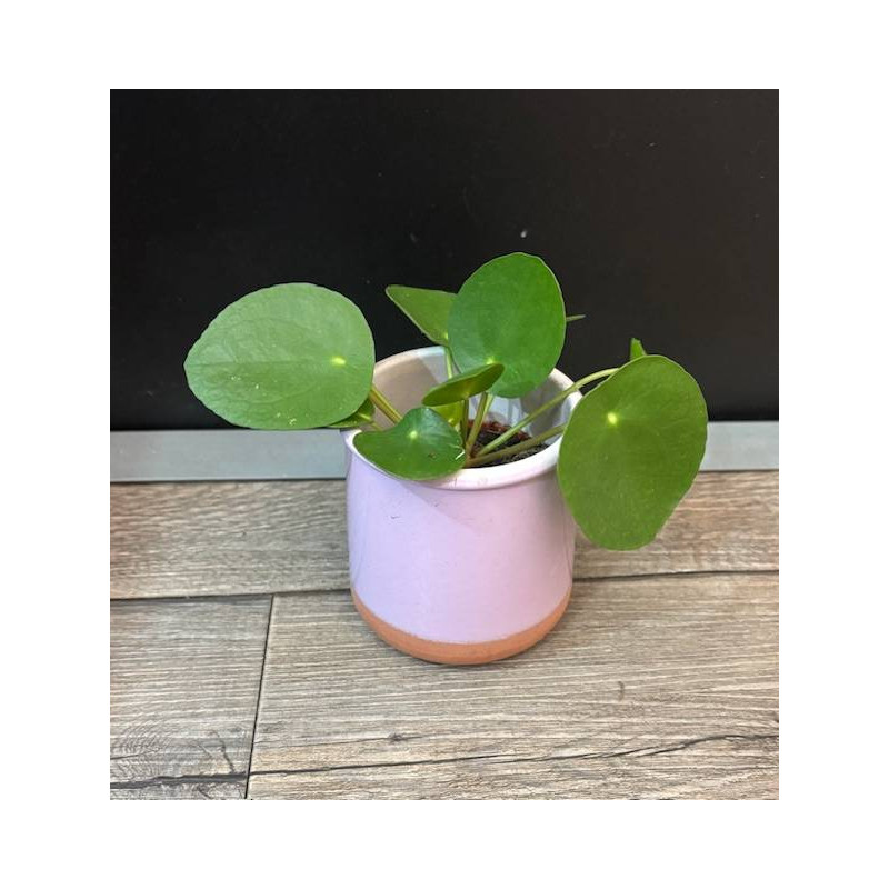 PILEA