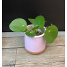 PILEA