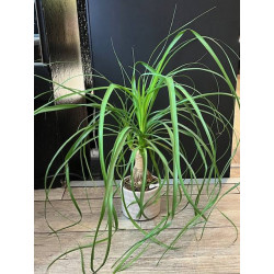 PETIT PIED D\'ELEPHANT