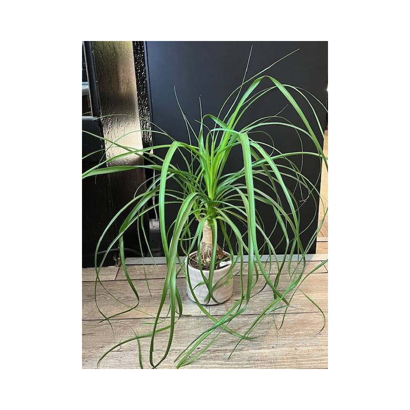 PETIT PIED D\'ELEPHANT