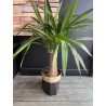PETIT YUCCA