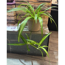 CHLOROPHYTUM
