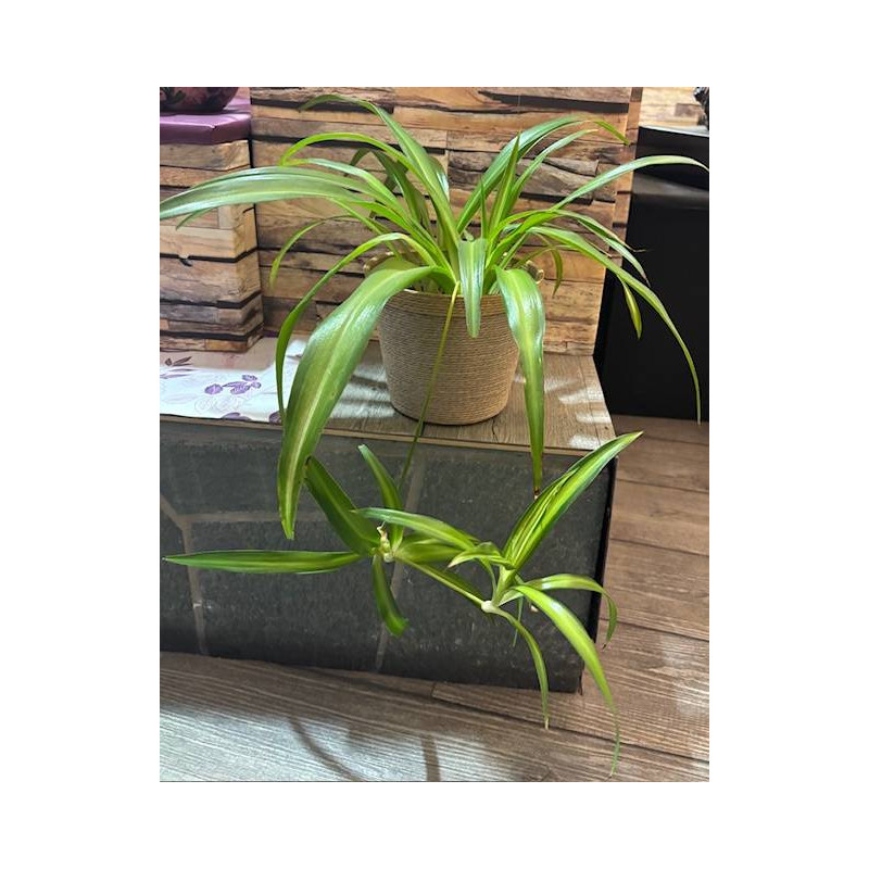 CHLOROPHYTUM