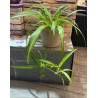 CHLOROPHYTUM