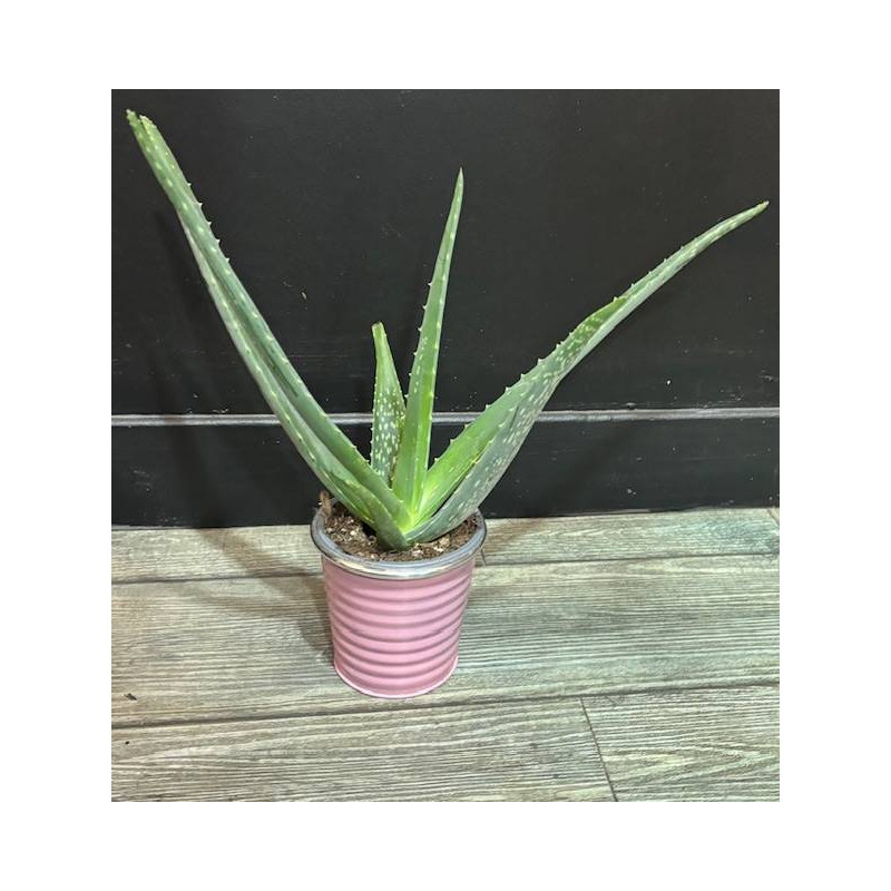 ALOE VERA