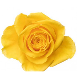 ROSE JAUNE