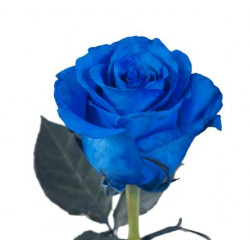 ROSE BLEUE