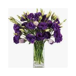 LISIANTHUS