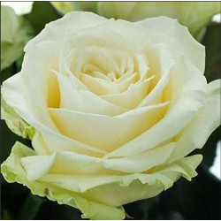ROSE BLANCHE