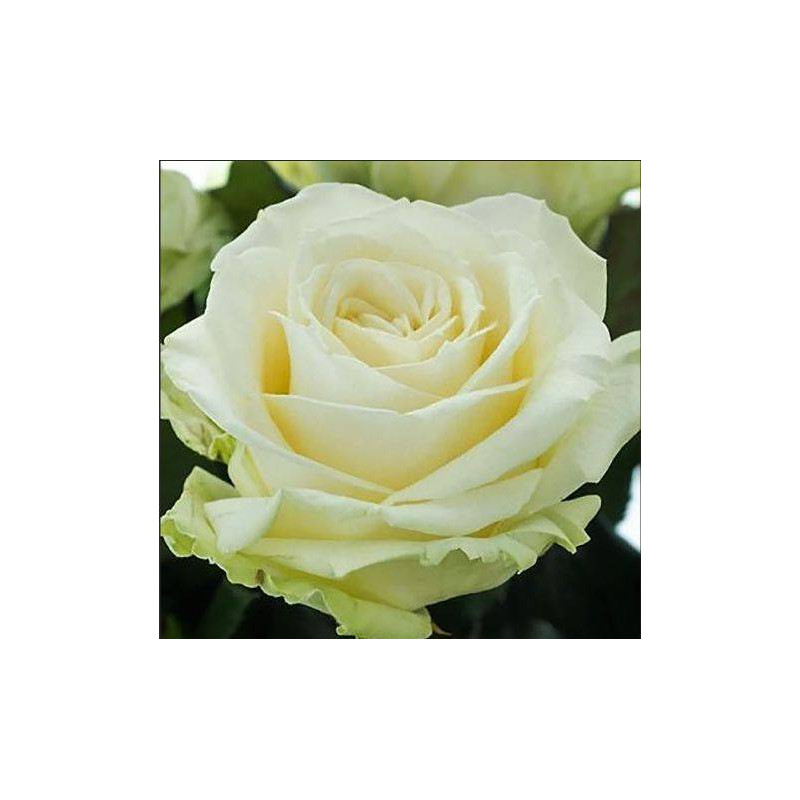 ROSE BLANCHE