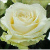 ROSE BLANCHE