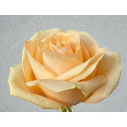 ROSE PÊCHE