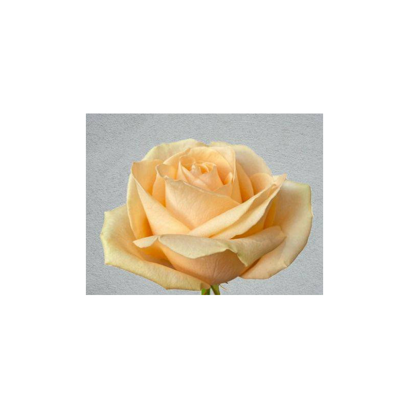 ROSE PÊCHE