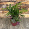 JARDIN DE PLANTE